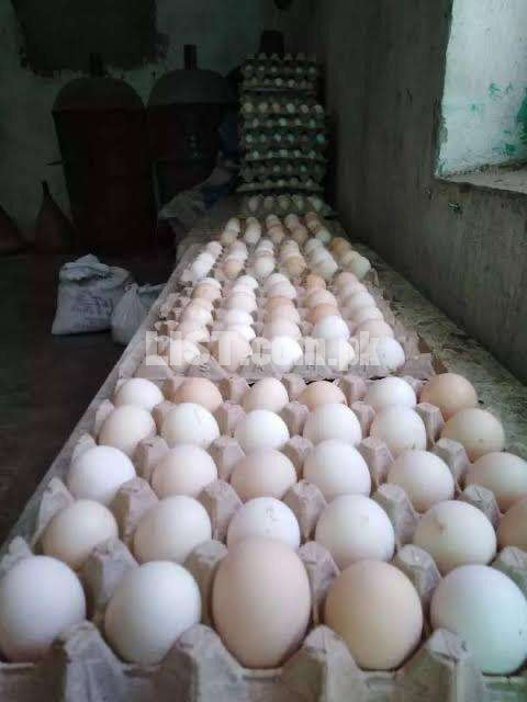 Golden misri Eggs