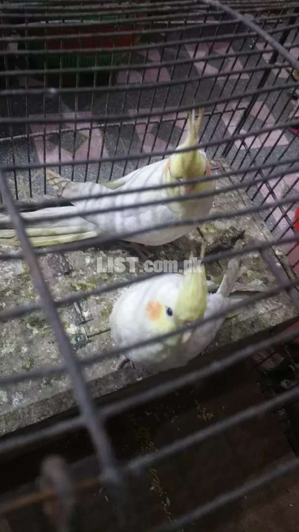 Cocktail in white colore red eges pair with cage