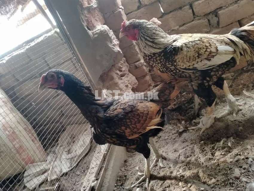Imported asseel chicks for sale