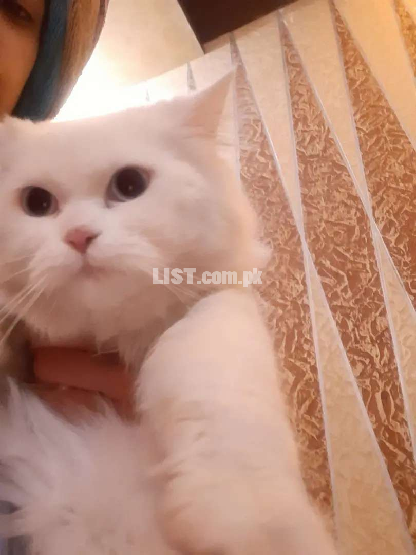 Persian punch face Male & Female cats