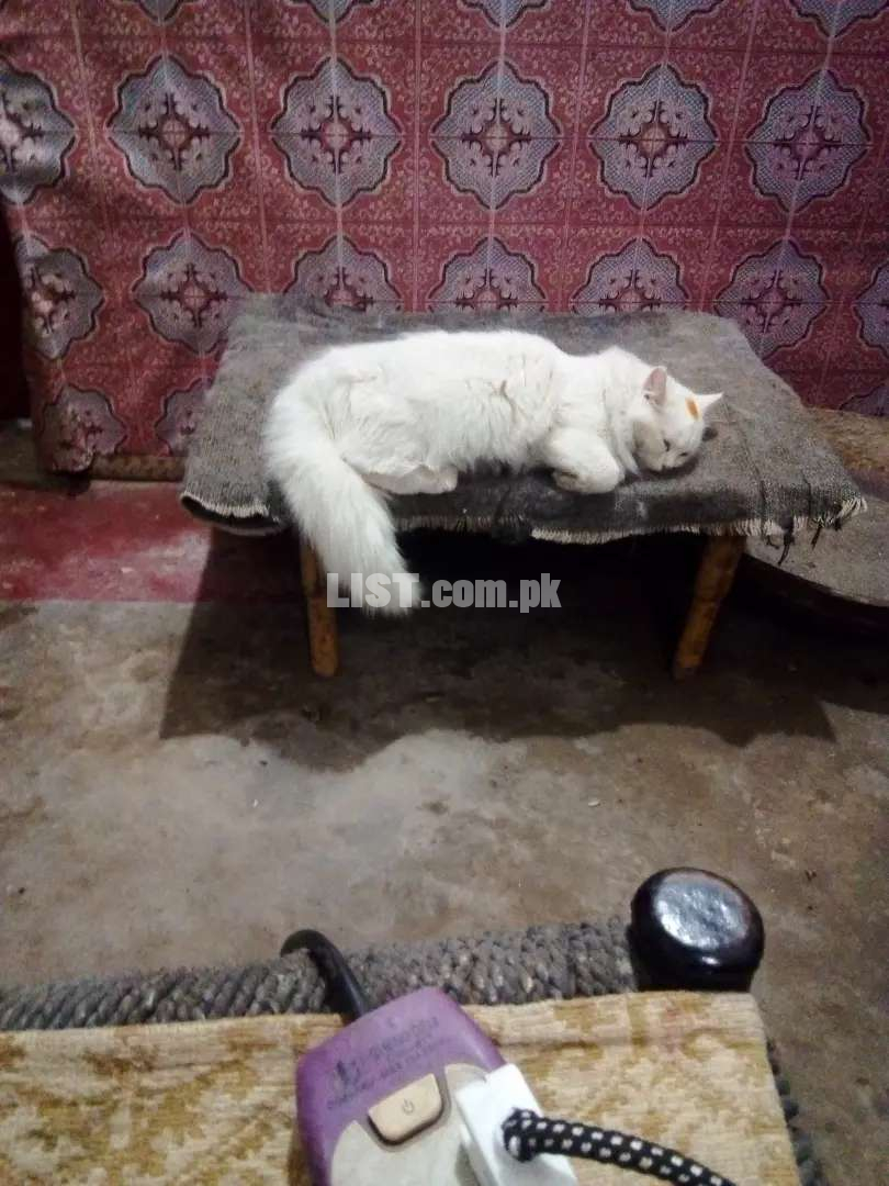 3 female Persian cats for sale