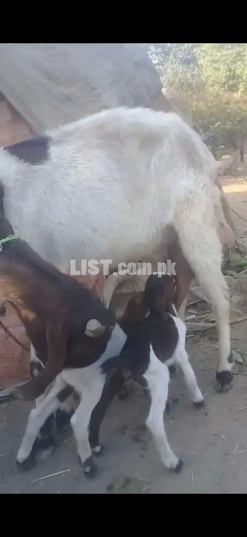 Goat with 2 kids