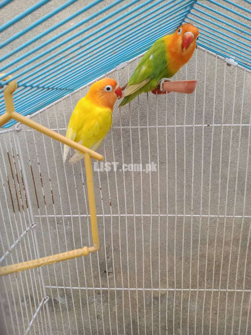 Love bird parsnata breeder pair