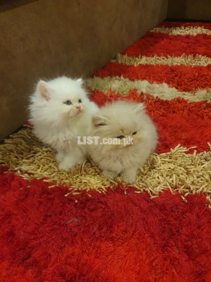 Kitten for sale Islamabad Cats for Sale