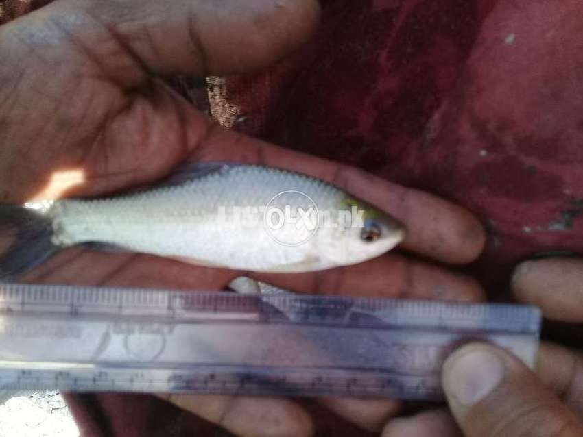 Fish Farming, Fish Seed Available for sale