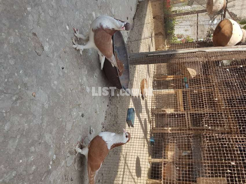 Sherazi breeder pair with two chicks