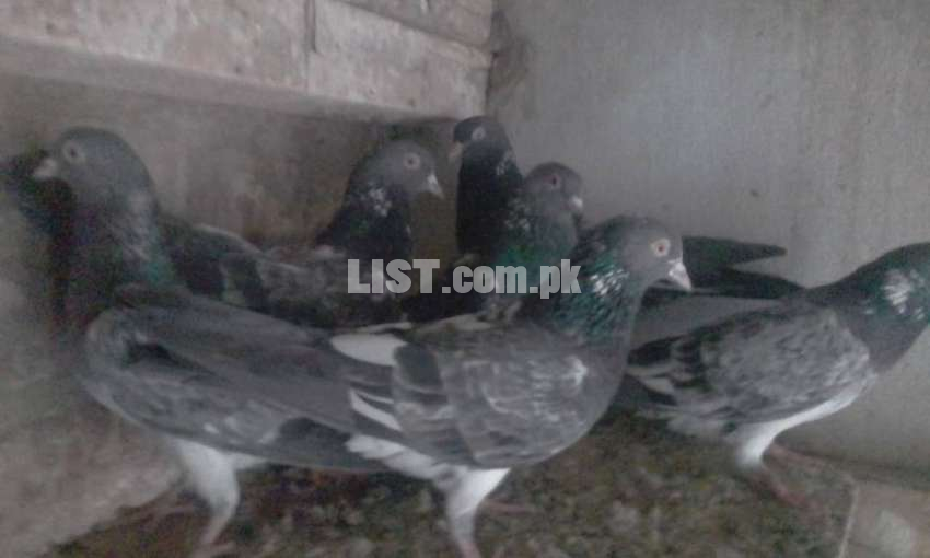 all kind of high flier pigeons and also babies are available