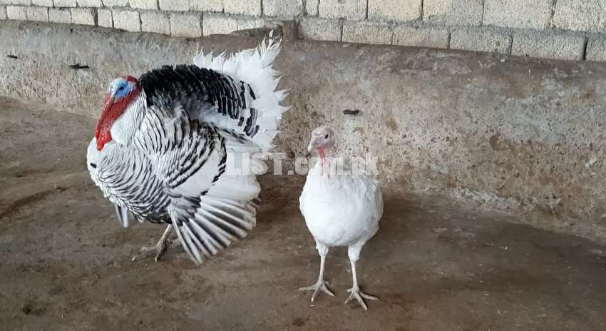Turkey pair for sale