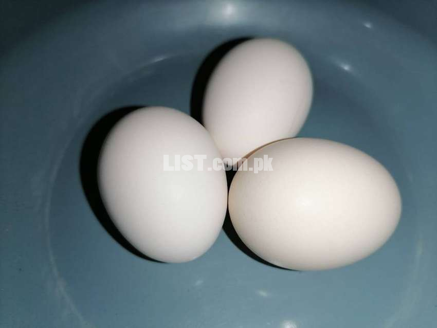 Chick eggs for sale