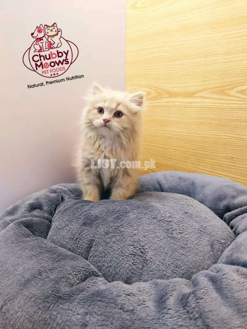 Beautiful Persian Kittens Available