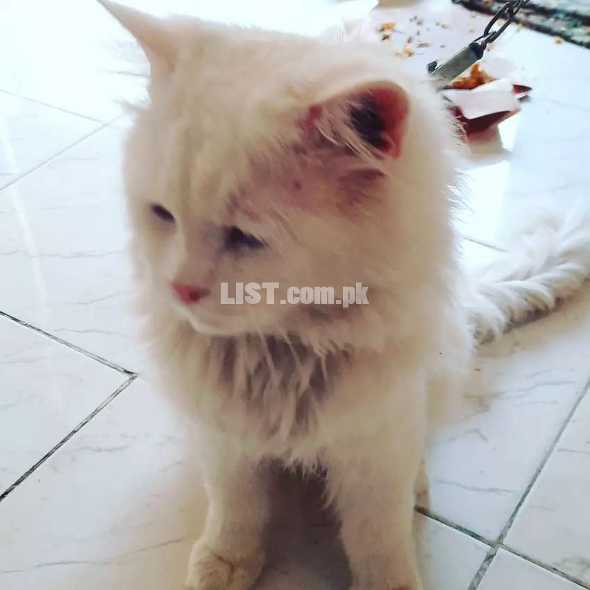 Persian Cat for sale