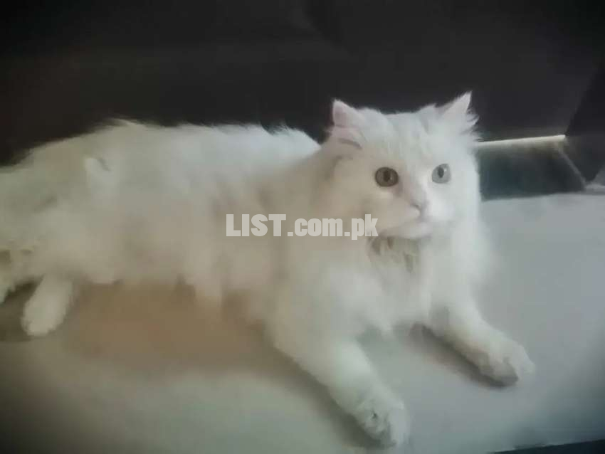 Russian Billa for sale Gujrat Cats for Sale