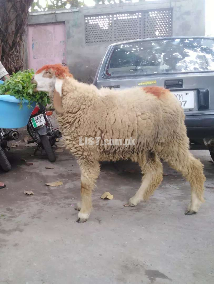 Desi sheep chatra