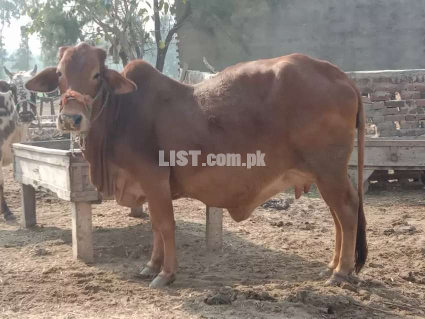 Cow For Sale 14 din baqi