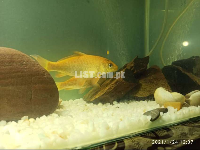 4 Yellow Koi Fish for sale