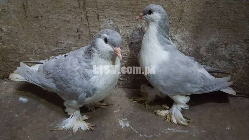 American Fantail & Lahori Shirazi Imported Fancy Pigeons Available