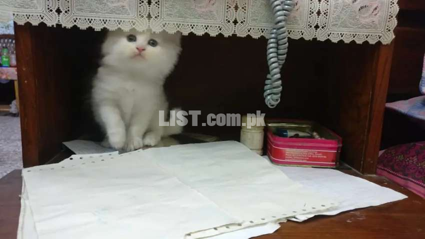 Beautiful Persian  Kitten Available