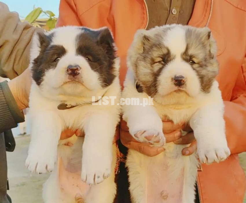 Alla bai dog pair age 2 month and security dog for sale