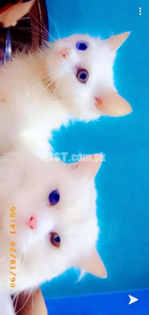 PURE PERSIAN KITTEN FOR SALE
