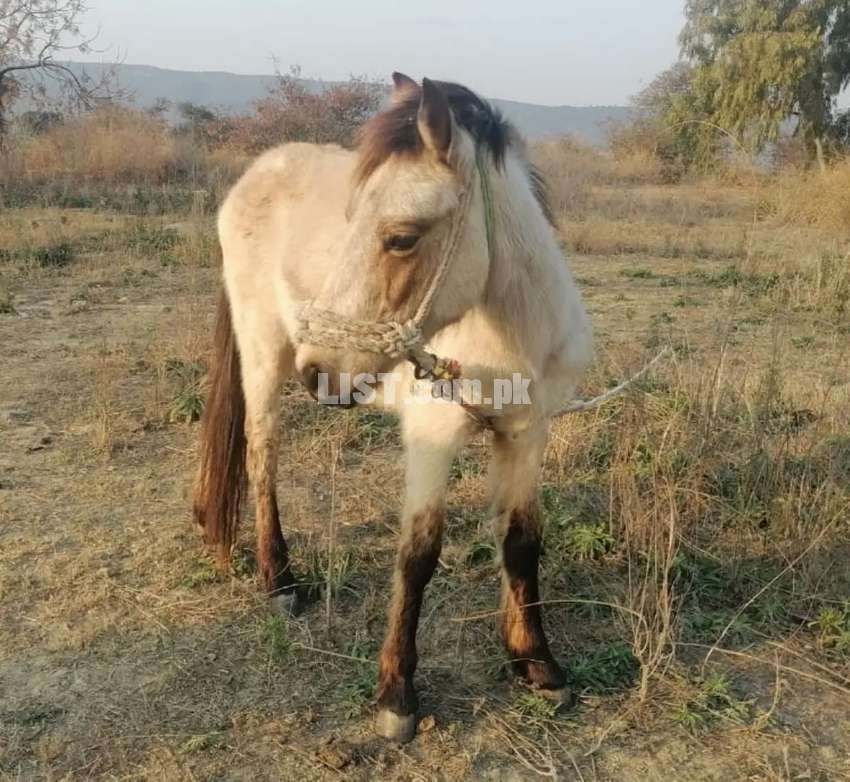 Horse wachera For sale very Beautiful and active