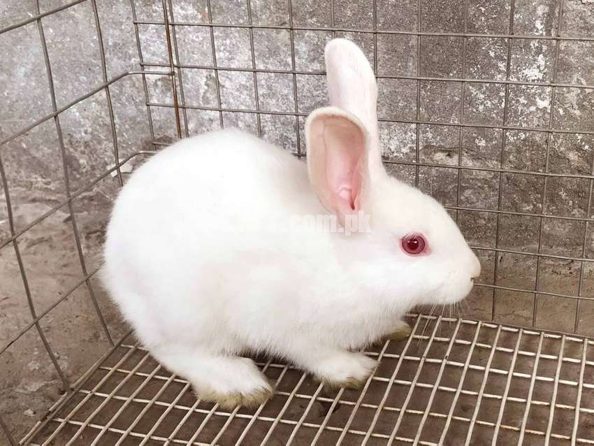 New Zealand White Hybrid Rabbits Imported Line