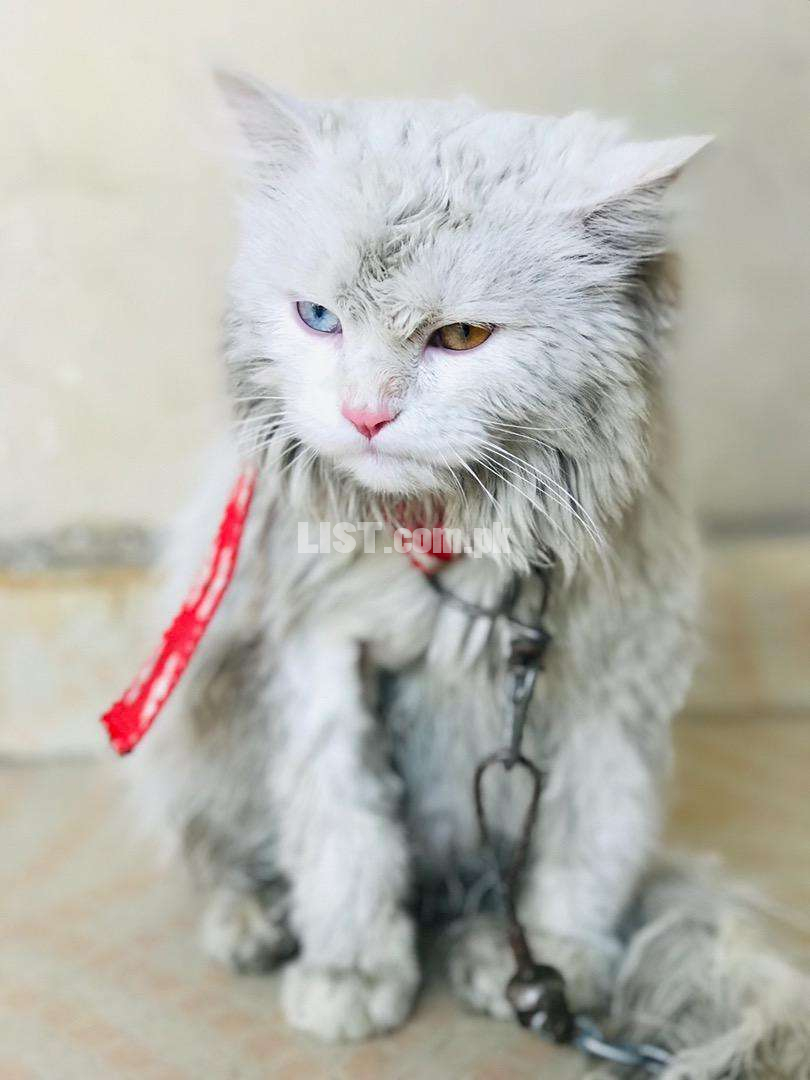 Persian cat! Male!!