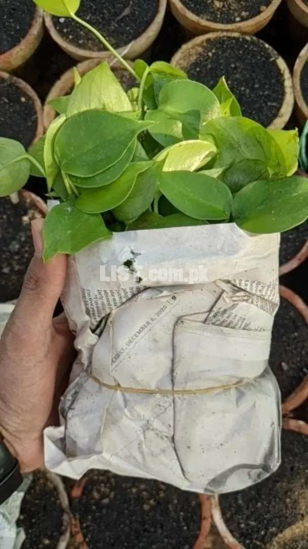 Monstera deliciosa imported Seedling