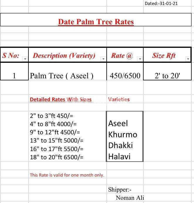 Date Palm Tree & Fruit(Khajoor ke Darakht & Phal)