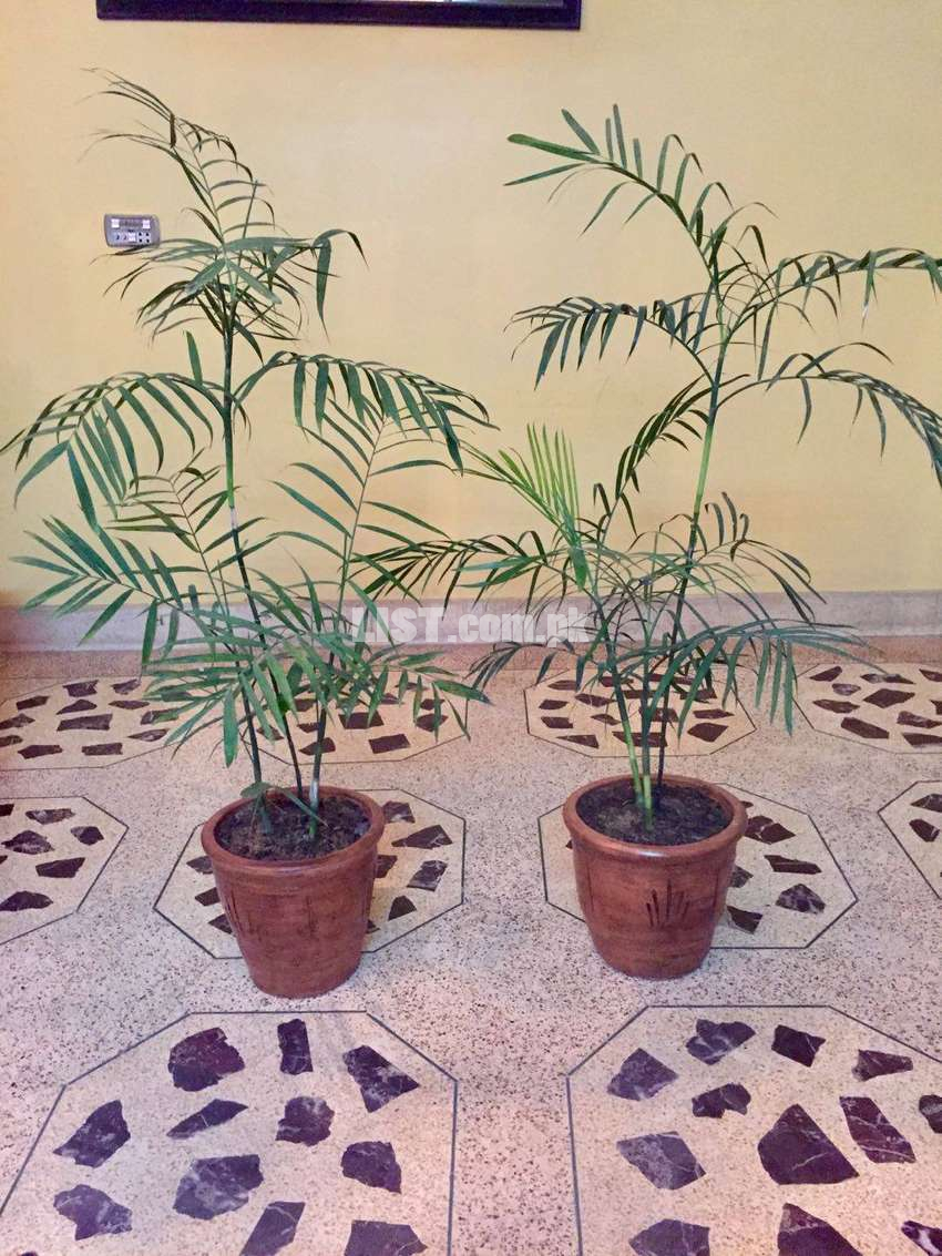 Pair of CANE Palm (indoor)