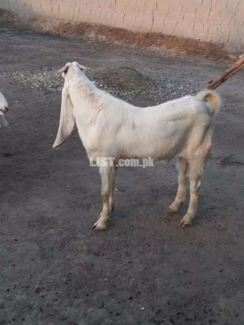Goats for haqeeka and sadqa 700/kg