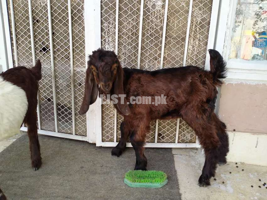 Goat kids Bakray Male (2) kamori cross Age  2 months and 20 days