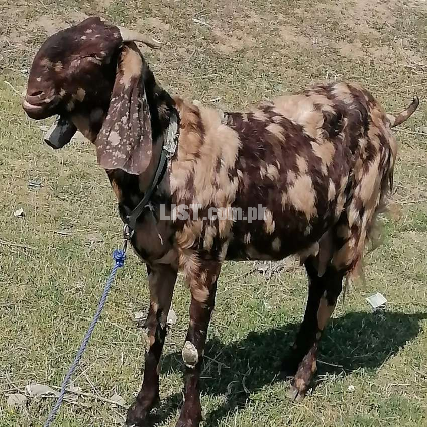 Goat for sale