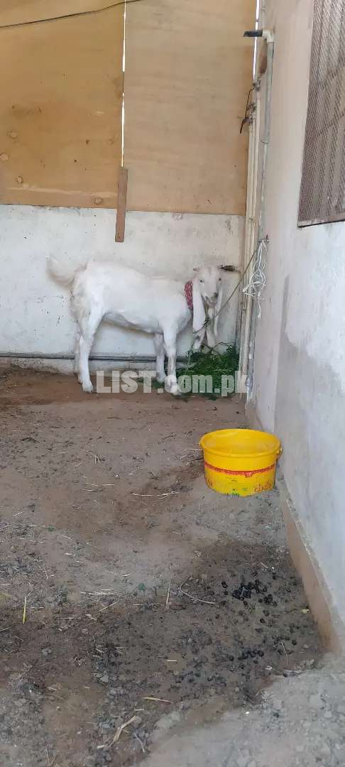 Gulabi goats baby female for sale