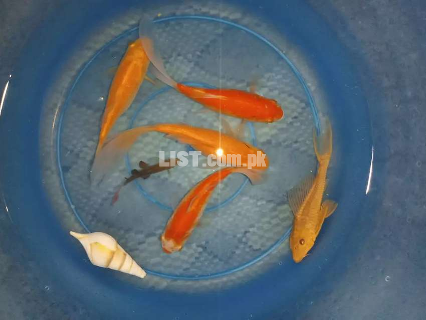 Aquarium Fishes Orange Placo, Shipping King & Red Tail Shark