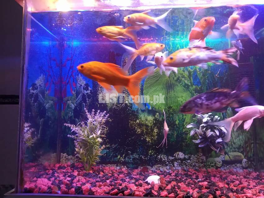 Fish aquarium (with complete setup