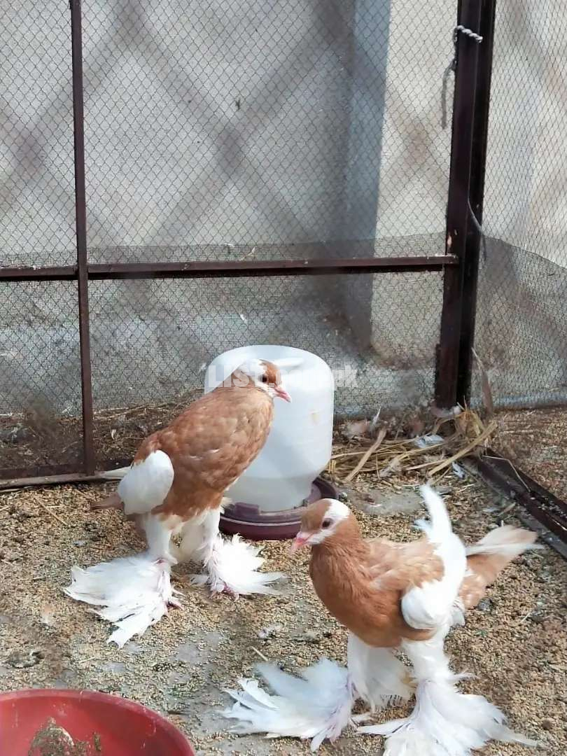 Yellow magpaie chiks pair for sale