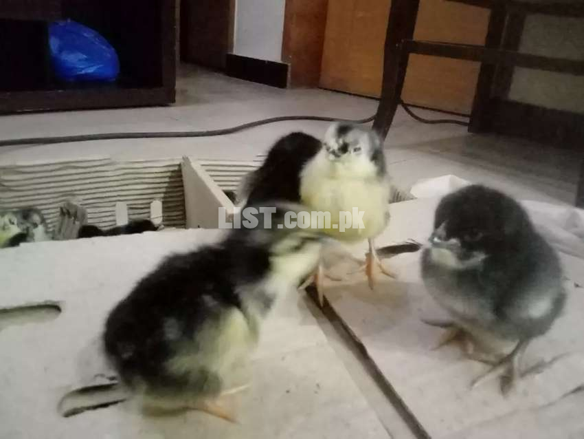 1 day old chicks For Sale