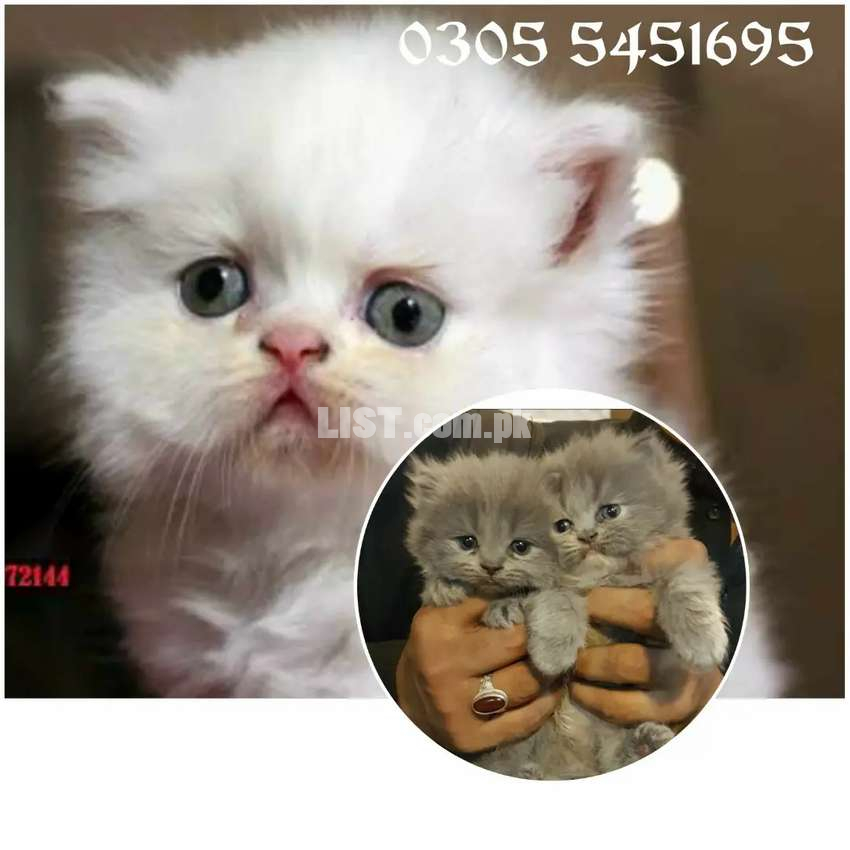 " Cüte PeRsian kids available "