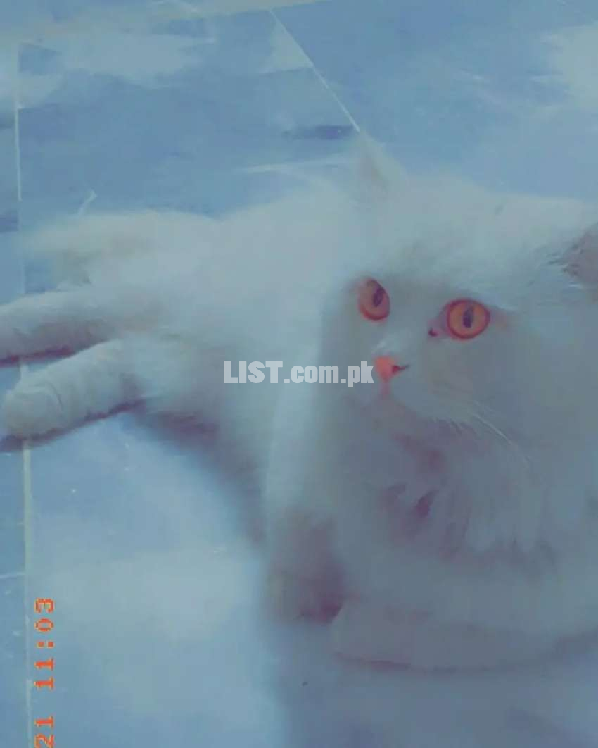 Male cat Double coated exchange with kitten