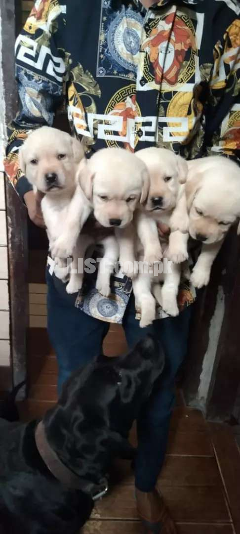 Labrador pup for sale