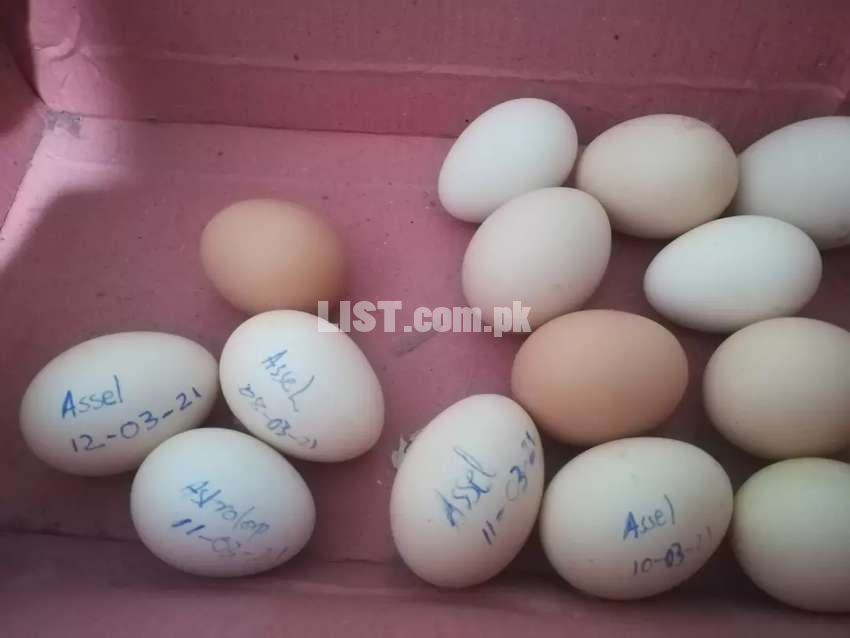 Aseel fertile eggs for sale