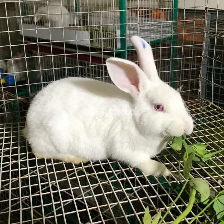 New Zealand Male Bunny Pure Imported Breed