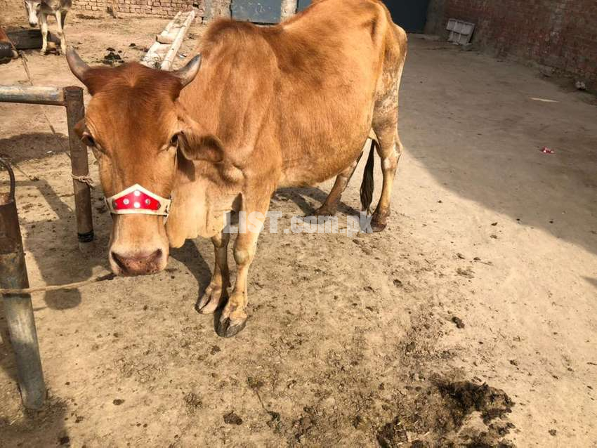 Desi sahiwal cross cow