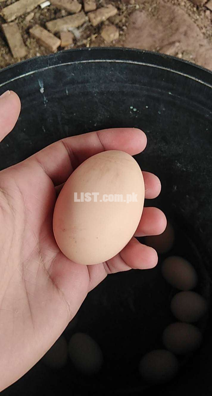 Golden misri fertile eggs