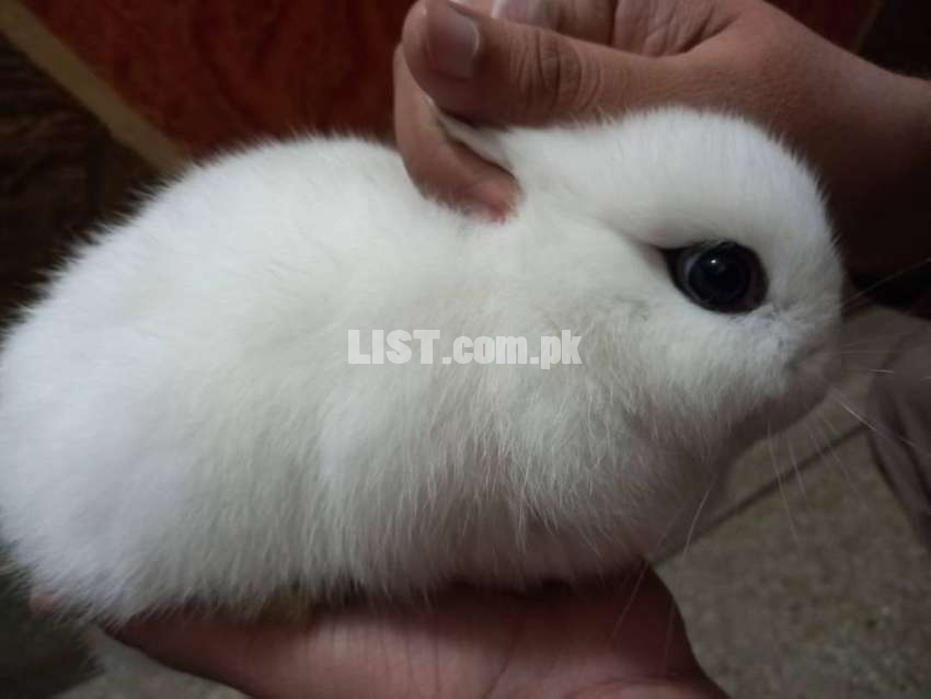 Rabbits (Holland lops / English Angora / Dwarf Hotot)