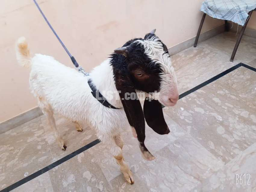 Gulabi goat kid male