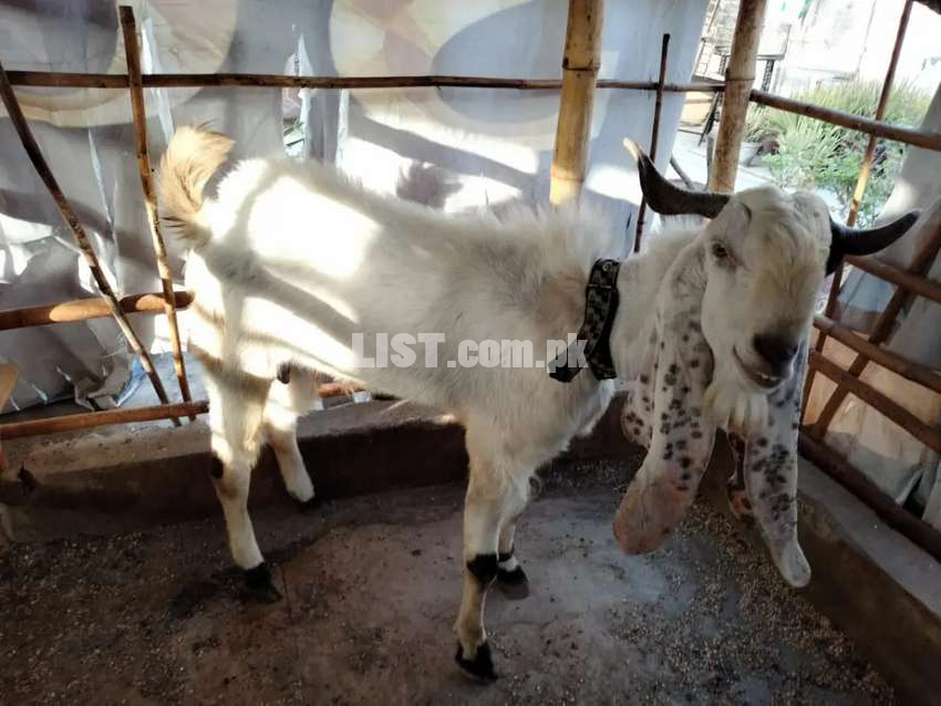 2 female goats and 1 male goat kamori nasal