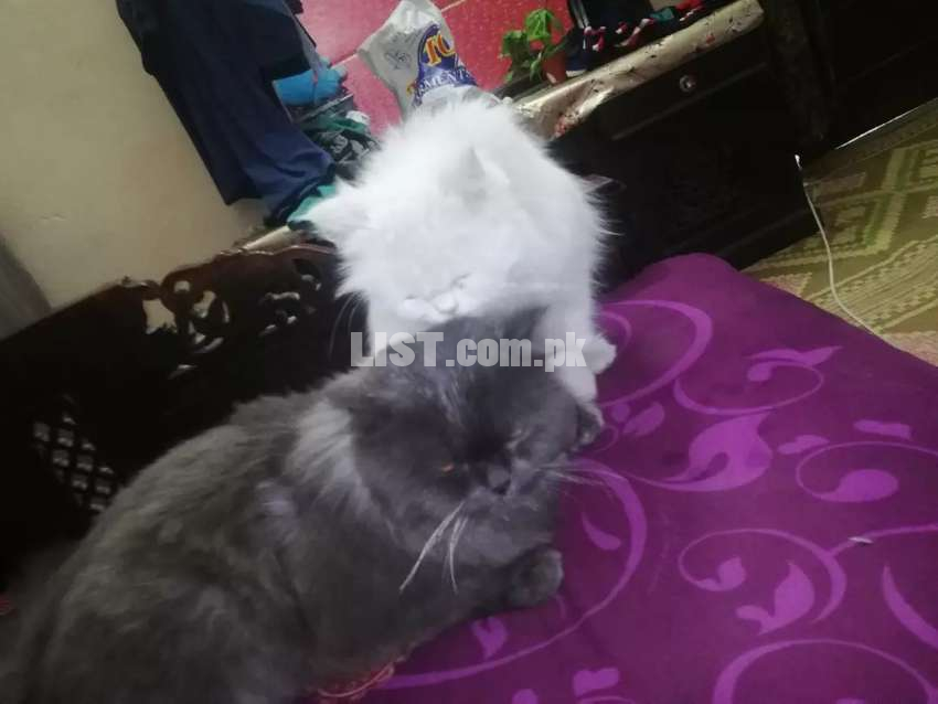 Persian Cat Pair
