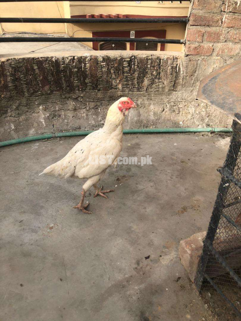 White pure aseel hen