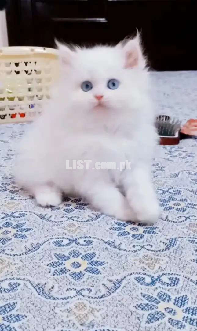 Top quality snow white kitten